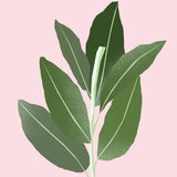Sage (Clary) Essential Oil 12ml
