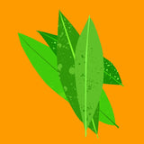 Organic Petitgrain Essential Oil 12ml