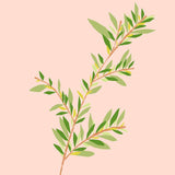 茶樹精油 12毫升