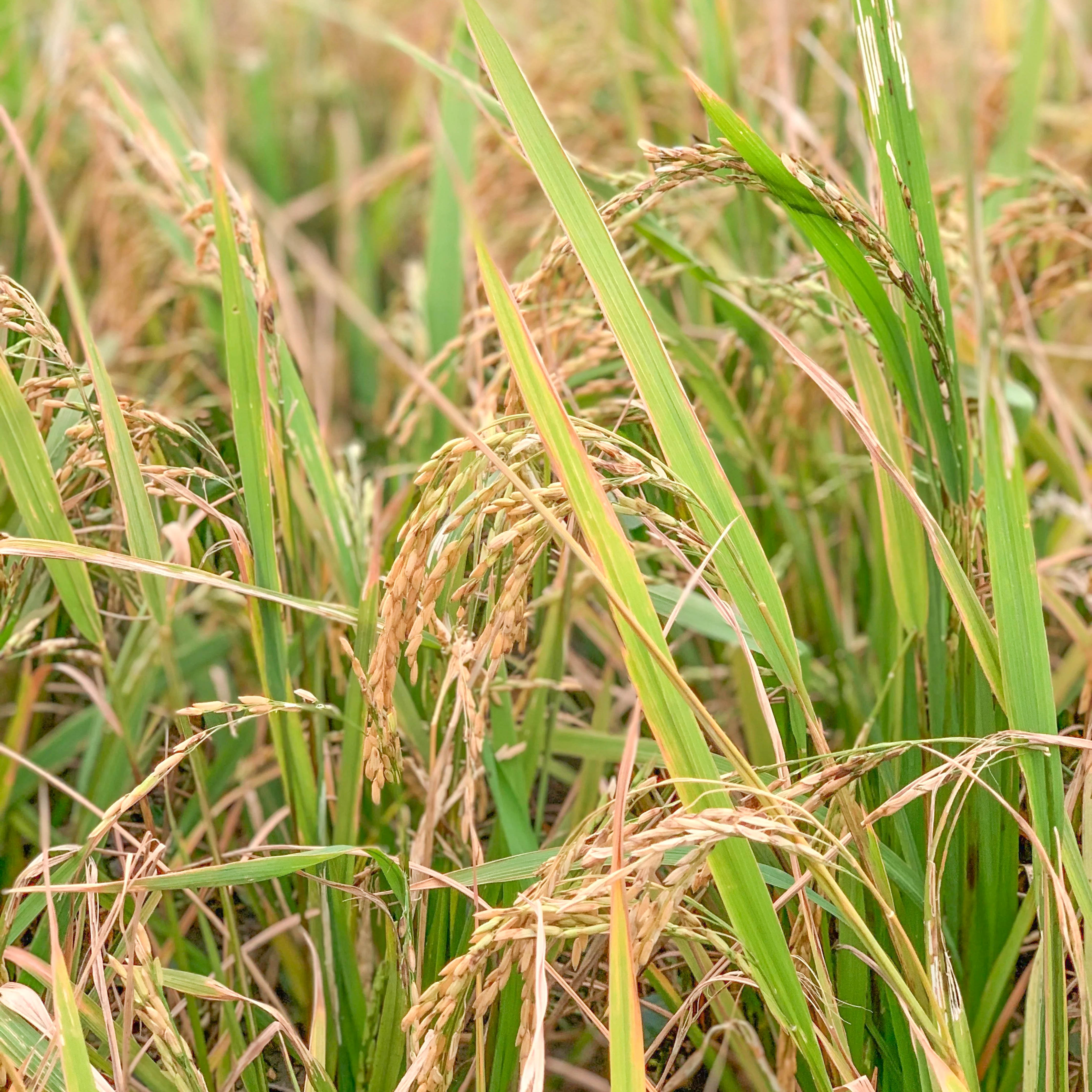 #pimarybulkshop 復興本地農業 天然日曬油粘米 🌾