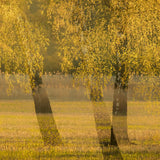 Hand Balm Birch-Xylitol