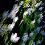 晨曦花海室內芳香噴霧