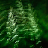 森林之風浴室芳香噴霧