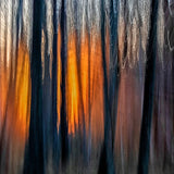 Fragrance Equilibrium