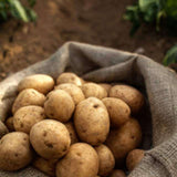 Potato Chips - Salted