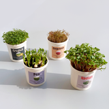 Microgreens Grow Cup Radish
