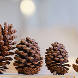 Christmas Pine Nuts 8-9cm