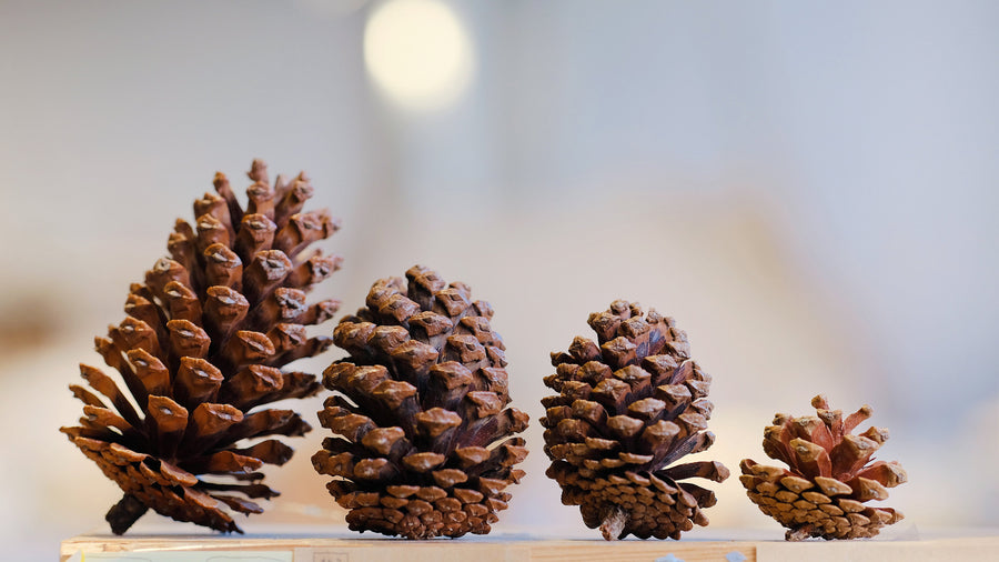 Christmas Pine Nuts 8-9cm