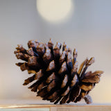 Christmas Pine Nuts 8-9cm