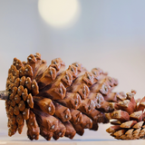 Christmas Pine Nuts 13-15cm